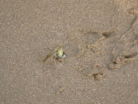 Blackpool Beach Crab Stuck in Ground.jpg